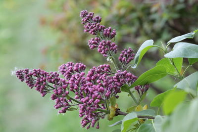 Close-up of pink flowering plant