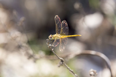 Close-up of insect on flower