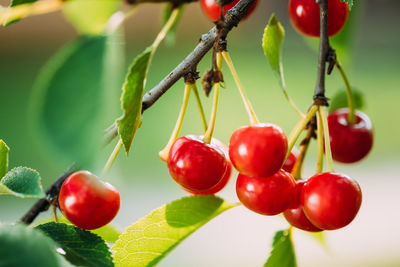 Close-up of cherries growing on plant