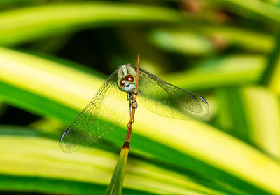 Close-up of dragonfly on leaf