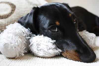 Close-up portrait of dog lying down