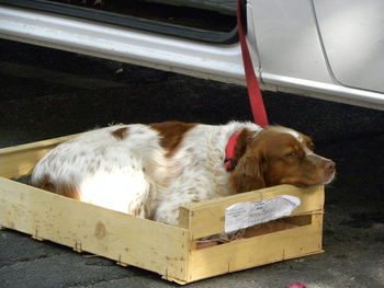 Close-up of dog