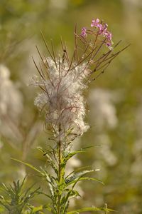 Close-up of wilted flower plant