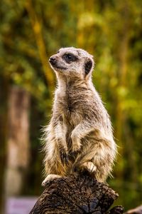 Monkey looking away while sitting on rock