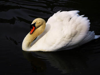 Close-up of swan swimming in lake