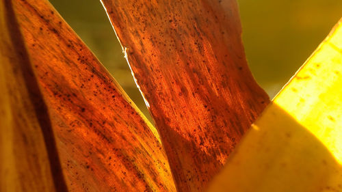 Close-up of leaf