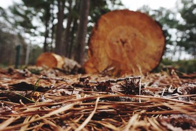 Close-up of mushroom on tree stump