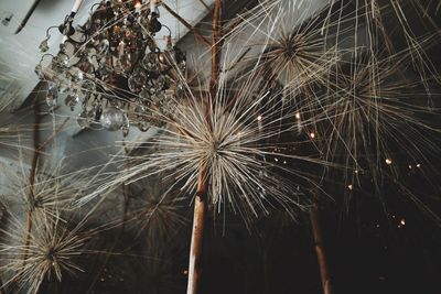 Low angle view of dandelion on plant at night