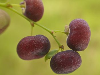 Close-up of cherries growing on plant