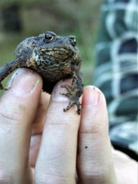 Cropped image of hand holding a frog 