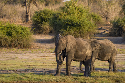 Elephants drinking water