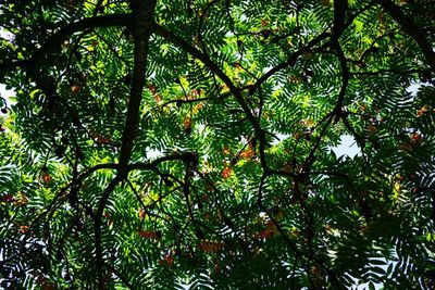 Low angle view of tree