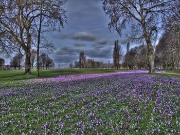 Flowers growing in field