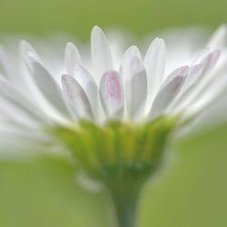 Close-up of white flowers