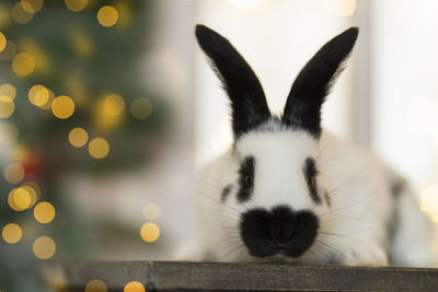 A white rabbit in front of a christmas tree. copy space