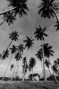 Palm trees on beach against sky