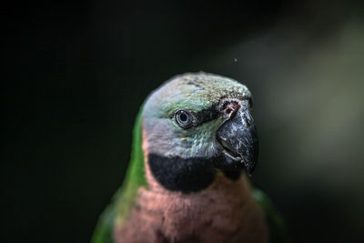 Close-up of parrot