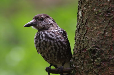 Close-up of bird perching on tree trunk