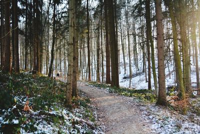 Trees in forest