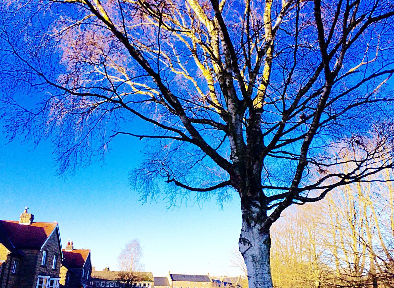 LOW ANGLE VIEW OF BARE TREE