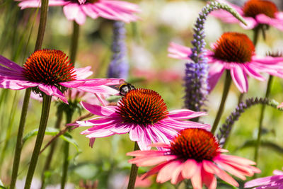 Close-up of bumblebee on purple coneflower