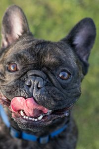 Close-up portrait of dog