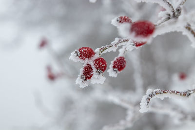 Close-up of frozen berries