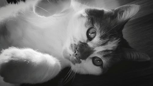 Close-up portrait of a cat