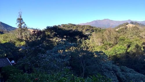 Scenic view of forest against clear blue sky