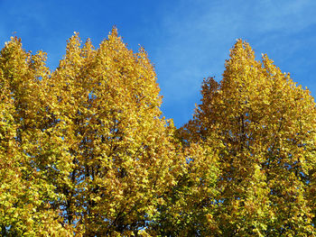 Low angle view of yellow flowering plants against sky