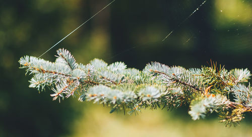 Evergreen tree branch with cobwebs, spruce or pine branch, green plant. background for your ideas