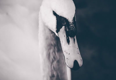 Close-up of swan