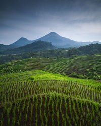 Scenic view of agricultural field against sky