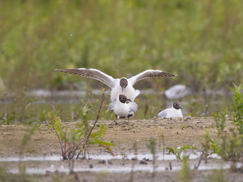 Humping birds