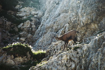 Giraffe on rock formation