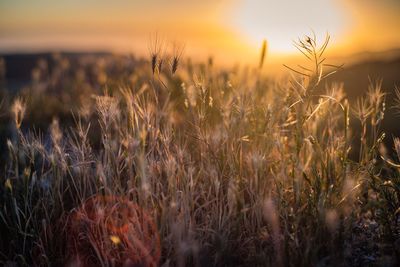 Close-up of grass growing on field