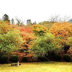 Trees against clear sky during autumn