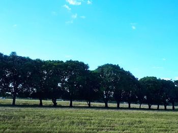 Trees on field against clear blue sky