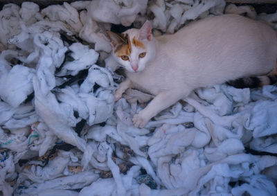 High angle view portrait of white cat