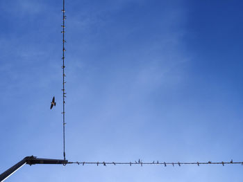 Low angle view of birds perching against clear sky