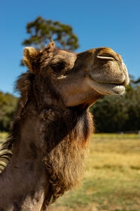 Close-up of camel