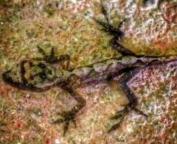 Close-up of fish underwater