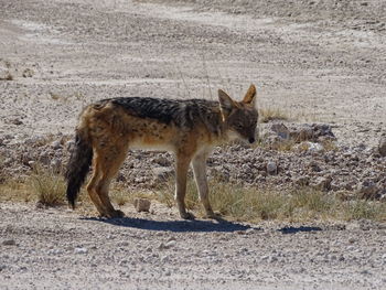 Side view of horse standing outdoors