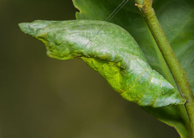 Close-up of insect on leaf