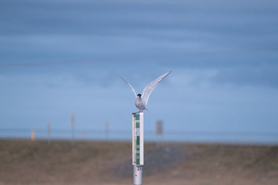 Seagull flying over wooden post on field against sky