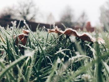 Close-up of plants during winter