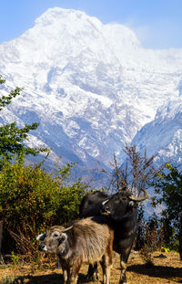 Mammals on field against snow covered mountains