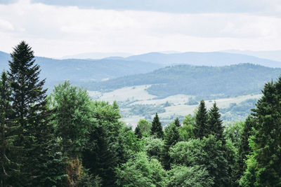 Pine trees in forest against sky