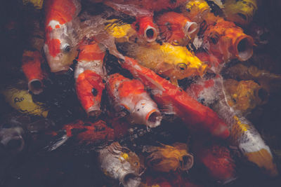 High angle view of koi carps swimming in pond