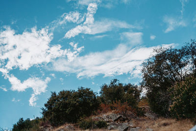 Low angle view of trees against sky